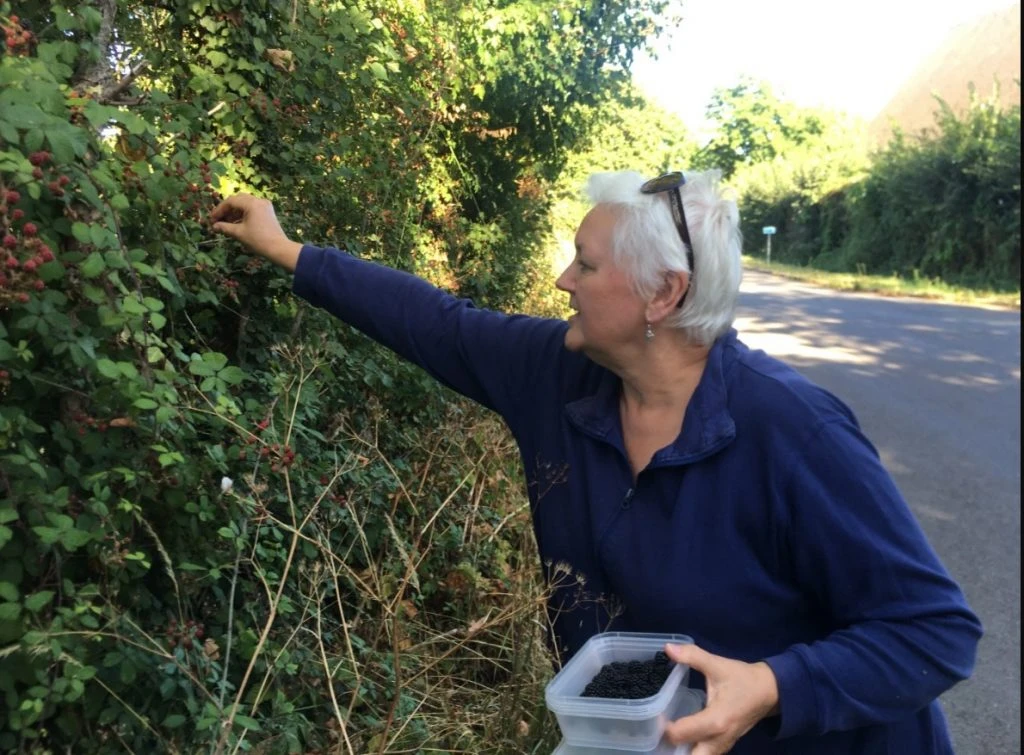 woman picking berries from a tree